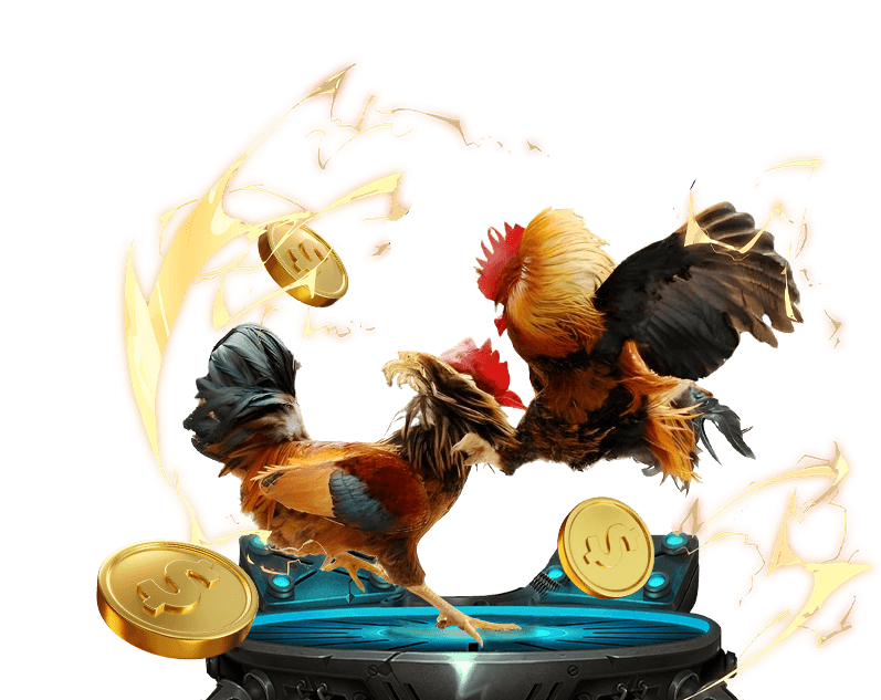 Hình ảnh trọng tài đang kiểm tra gà chọi trên sàn đấu, tượng trưng cho luật chơi đá gà Thomo và sự công bằng trong các trận đấu.